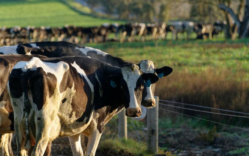 Australian Dairy Industry Advocates Retaining Food Safety Standards