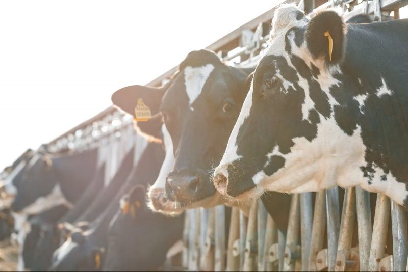 Drought Reduces UK Milk Yields by 18.5 Million Litres