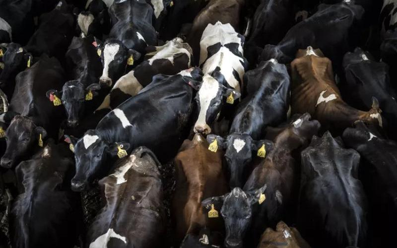 Beef-on-Dairy Systems in Australia Enhance Farm Profitability