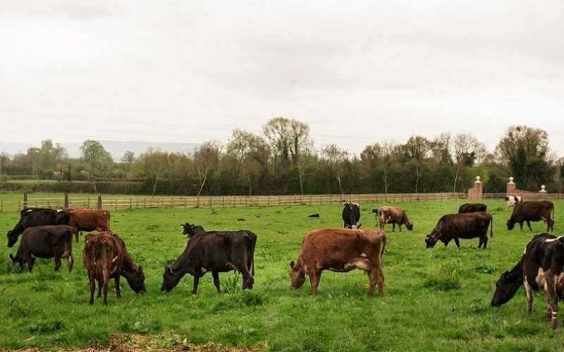 Government Report Highlights Rising Emissions from New Zealand's Dairy Sector