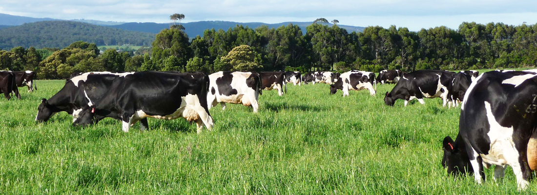 Through innovative methods, the dairy farmer maintains milk production while decreasing the number of cows.