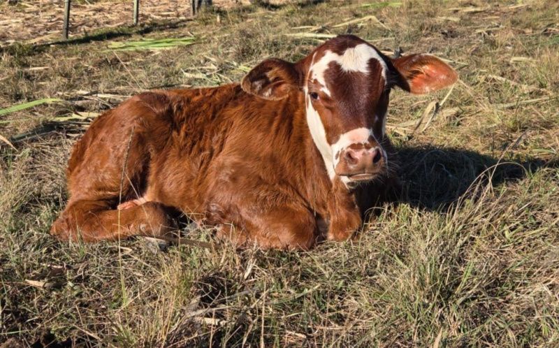 El fenómeno El Niño impacta financieramente la ganadería en Rio Grande do Sul