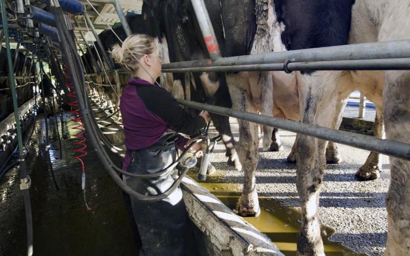 The Costly Flaw in Ireland’s Dairy Compensation