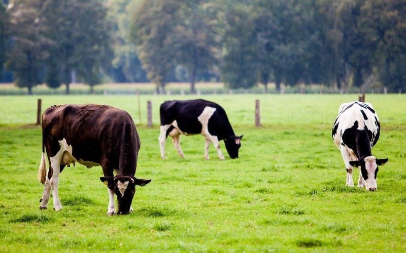 Maximizing Dairy Farm Profits: Grass Management Strategies for Spring