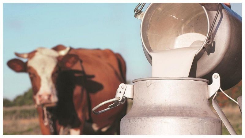 Bhiwandi Milk Prices Have Approached ₹100 a Litre