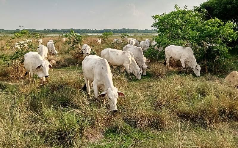 Mass Closure of Dairy Farms in Bolivia