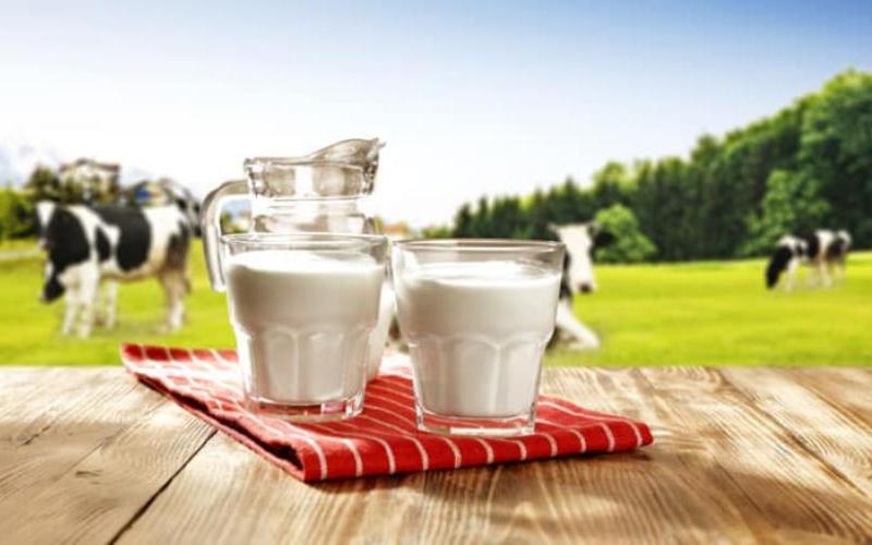 Strong Global Milk Production and Its Impact on Dairy Trade