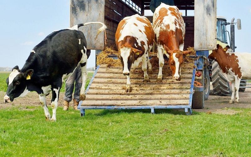 На запад Казахстана за миллионы тенге завезут коров из Беларуси