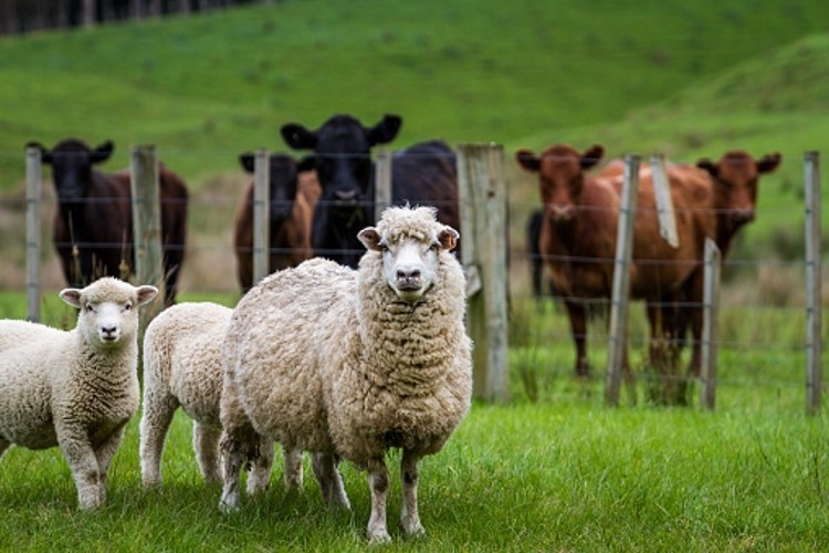 Beef + Lamb arranges a roadshow to address the concerns of farmers.