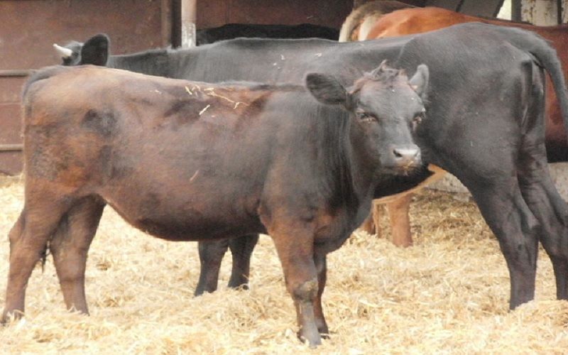 Uruguay, Türkiye'ye Holstein ve Azerbaycan'a Angus Sığır İhraç Ediyor