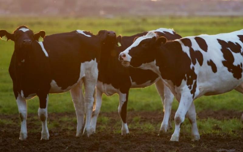 Irlanda aumenta la financiación para combatir la tuberculosis bovina con una asignación de 157 millones de euros