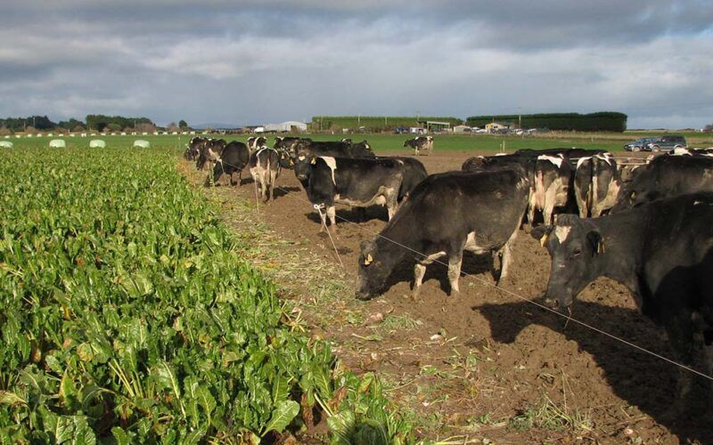 New Zealand's South Island Winter Grazing Passes Compliance Audits