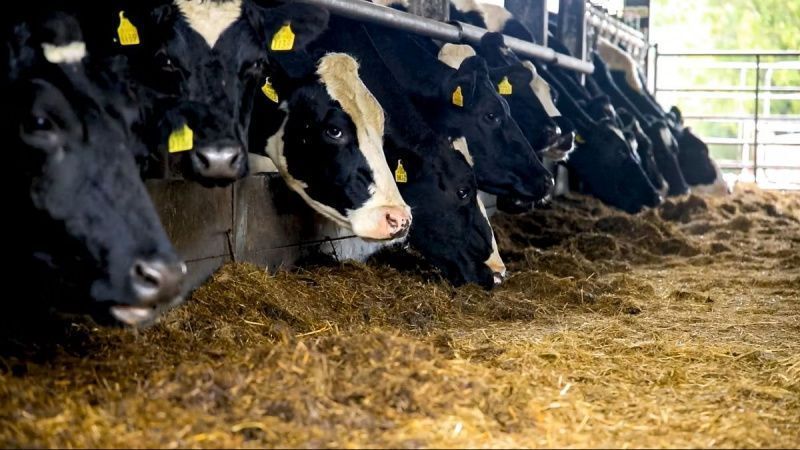 North Cork Creameries Faces Calls to Convene AGM
