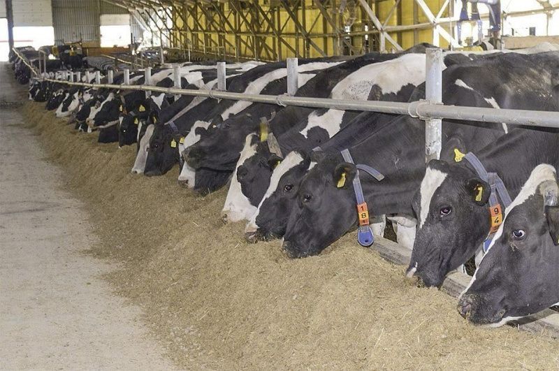 Производители молочной продукции сосредотачиваются на повышении эффективности для достижения углеродной нейтральности