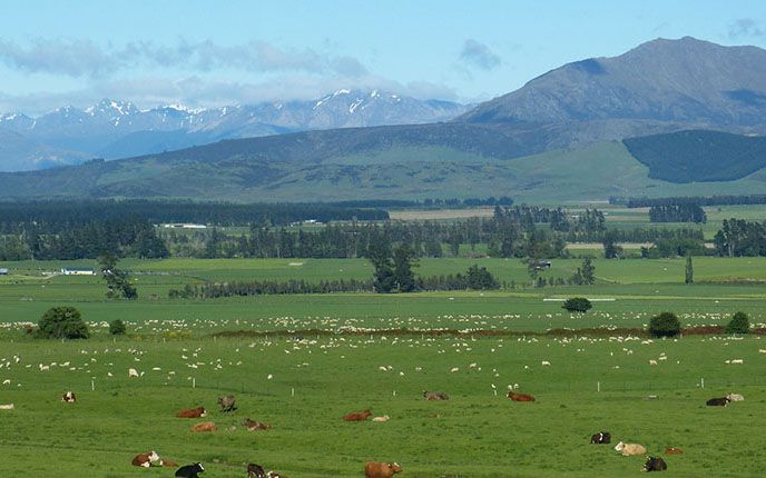 New Zealand's Dairy Sector Attracts Global Giants, According to New Industry Report