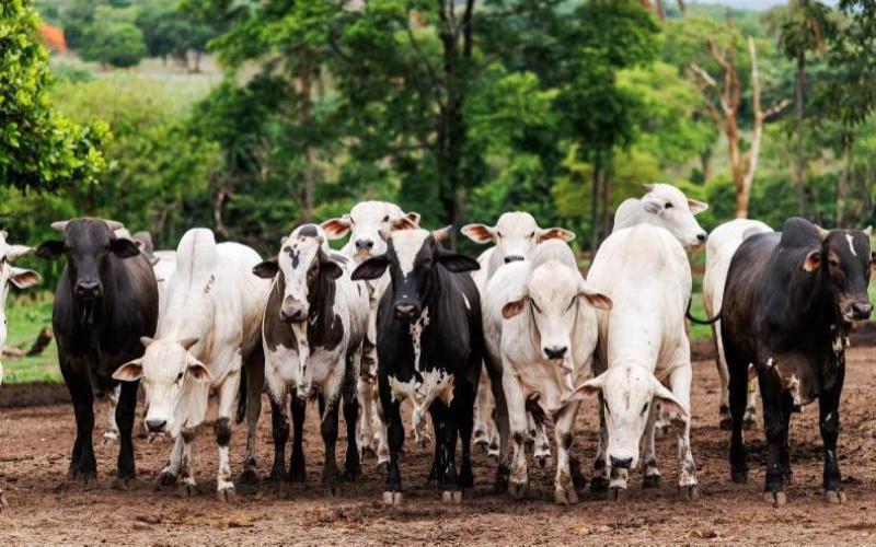 Argentina prohíbe el uso de la hormona rBST para alinearse con los estándares de la UE