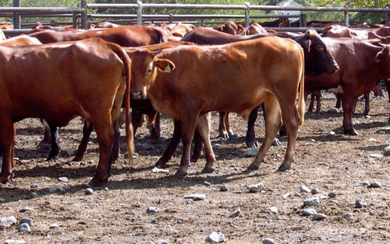 Fiji's Dairy Industry to Enhance Production Through Incentives and Infrastructure