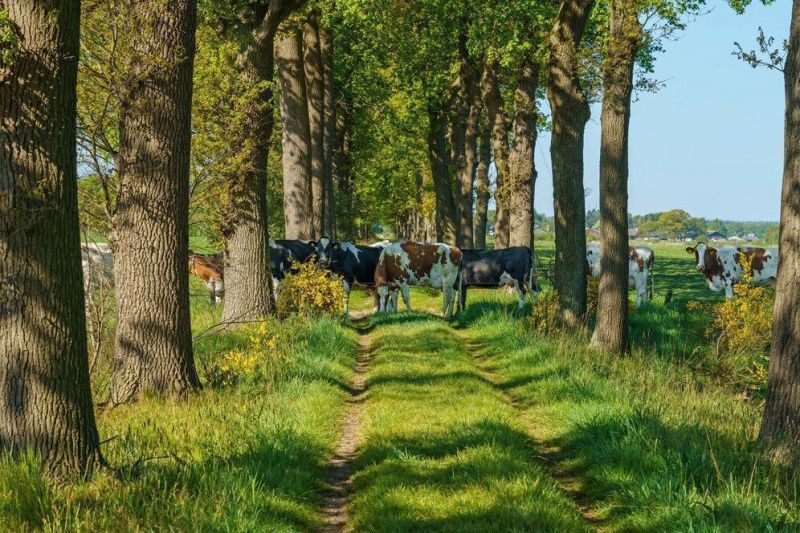 Ireland's Largest Dairy Farm Goes Solar, Aiming to Power 52,000 Homes