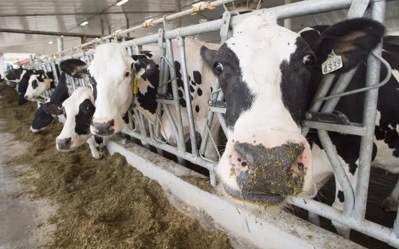 Canada Faces Dairy Policy Challenges as CUSMA Review Looms