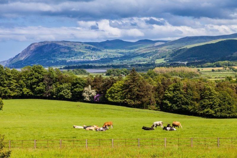 Welsh Dairy Farms Face Economic Challenges as Incomes Plummet