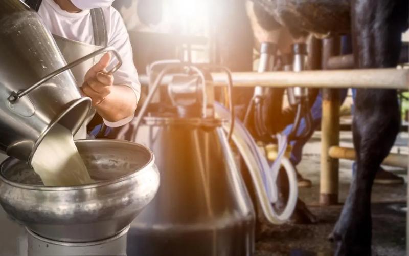 El aumento del precio de la leche en Punjab impacta el mercado lácteo regional