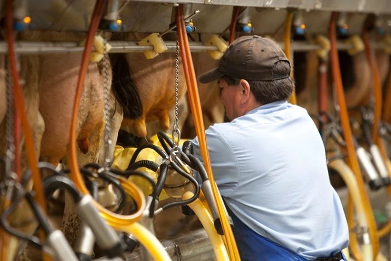 Immigration enforcement puts 79% of America’s milk production at risk Immigration enforcement puts 79% of America’s milk production at risk