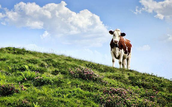 Australian Milk Production Sees Continued Growth in April