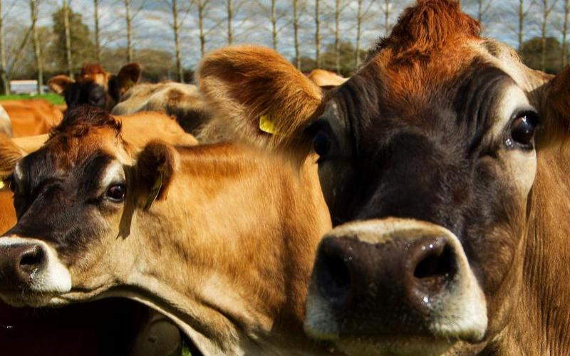 Record Milk Production in Río Negro: Efficiency and Cost-effectiveness