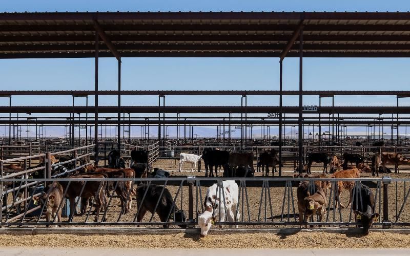 Lechería Mega en Arizona Acepta Reducir el Uso de Aguas Subterráneas en un Acuerdo Histórico