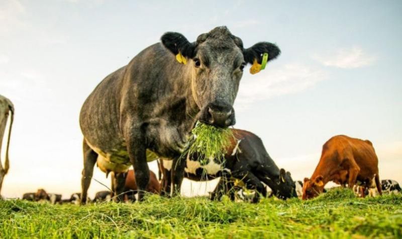 Reviving the Dairy Tradition: How Apprenticeships are Empowering the Next Generation of Farmers