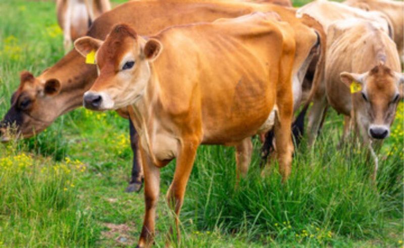 Milk Summit Mercosul 2026 will examine dairy competitiveness