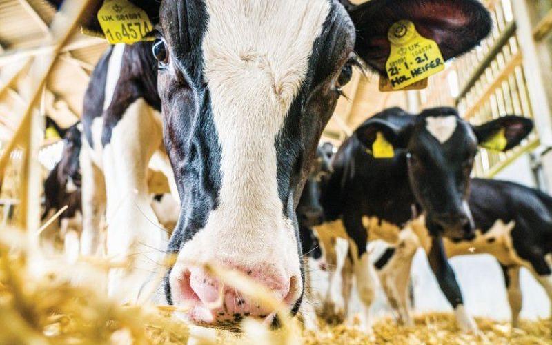 Revolutionizing Dairy Farming: The Digital Twin Initiative