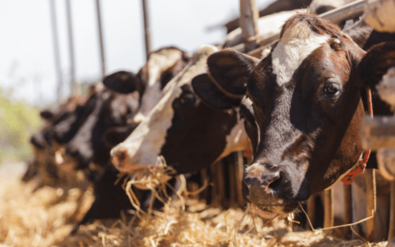 قرطبة تطلق السجل الرسمي لمنتجات الألبان لتعزيز التتبع