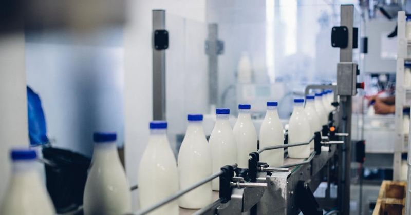 Kuraklık, organik süt çiftçilerini ciddi baskı altına alıyor