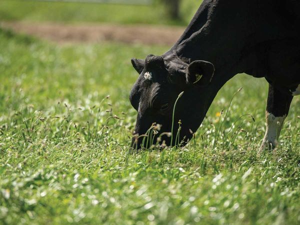 DairyNZ expands pasture trials across New Zealand’s upper North Island