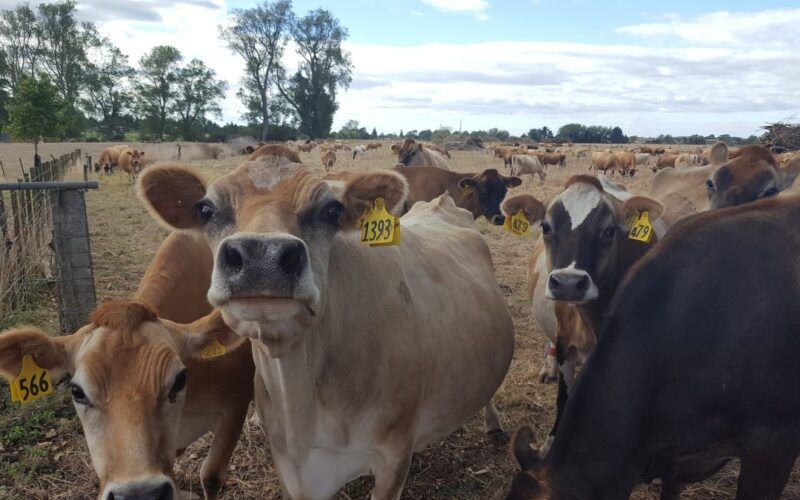 New Zealand Grain Growers Struggle as Dairy Farmers Choose Imported Feed