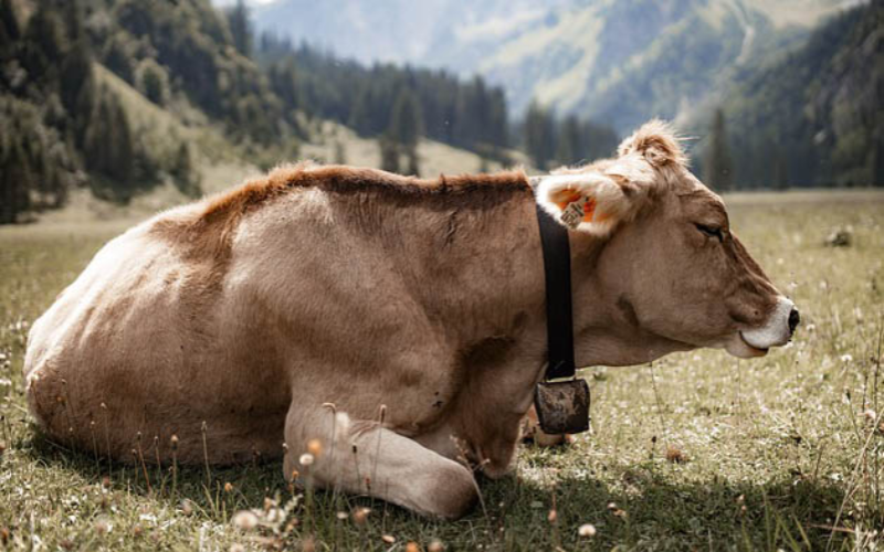 Jammu & Kashmir Launches ₹1,433 Crore Dairy Initiative