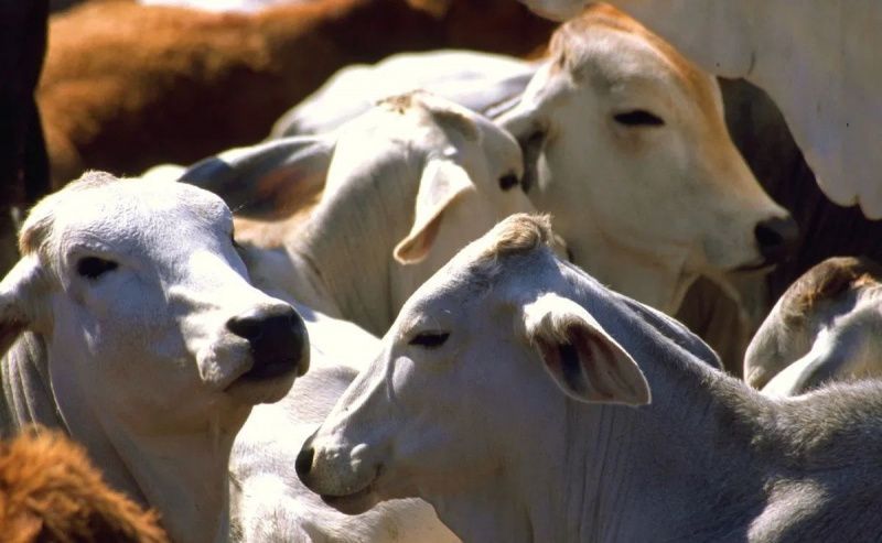 Sinaloa Dairy Farmers Struggle with Low Milk Prices