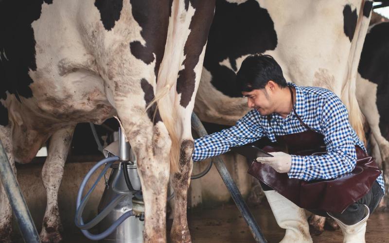 Tabasco Revives Its Dairy Economy