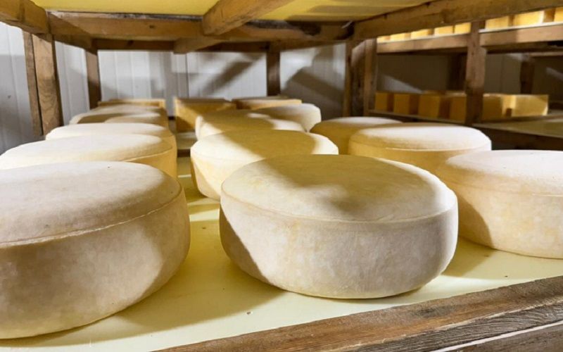 Костанайская область планирует увеличить производство молока на 77 тысяч тонн в год - рост на 37%