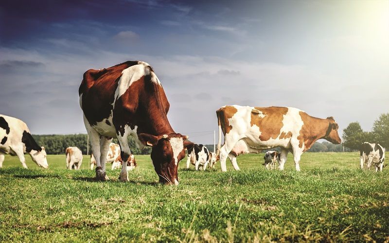 Athian Commits Over $9 Million to Livestock Producers for Sustainability Efforts