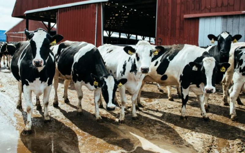 Tanzania implementa estrategia para aumentar la producción nacional de leche