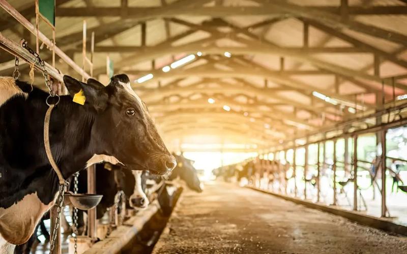 Relocation of Dairy Farms from Quetta to Improve Livestock Sector