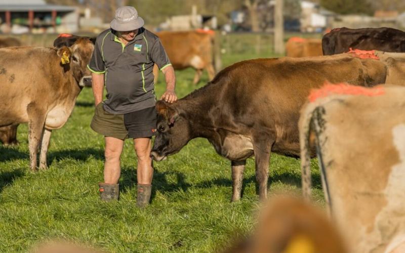 New Zealand Replaces Resource Management Act to Boost Dairy Sector