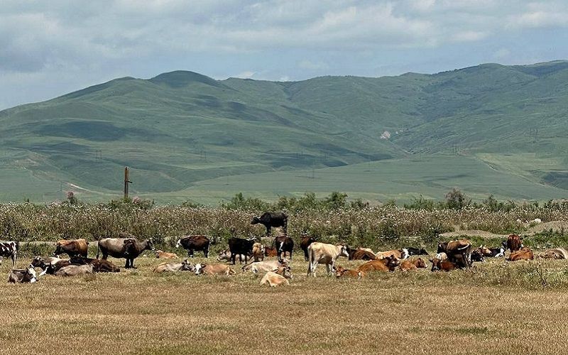 На каких молочных заводах Азербайджана побывают участники в третий день автопробега DairyRally?