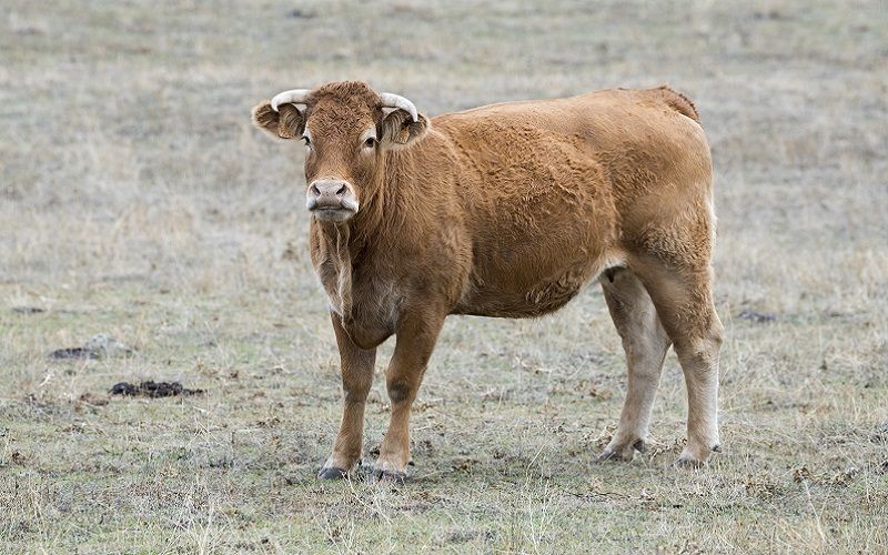 In Russia, scientists are conducting laboratory work on cloning a breeding bull