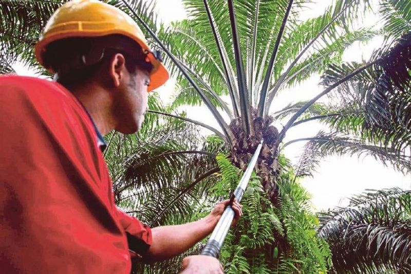 Malaysia’s Palm Oil Industry Poised for Growth Amid Indonesia’s Export Levy Plans