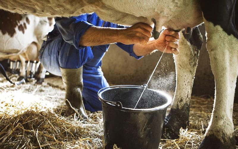 Analysis Highlights Rising Milk Production Costs and Financial Planning Needs