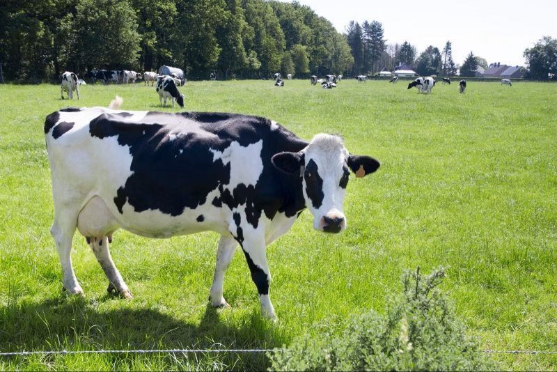 Ireland confirms Shamonda virus will not restrict trade