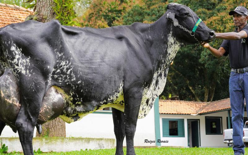Brezilya'dan Ekvador'a 110 Gyr Süt İneğinin Tarihi Hava Nakliyesi